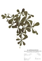 藏品(小葉欖仁樹)的圖片